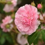 mei 2 tuin plant van de maand de roos